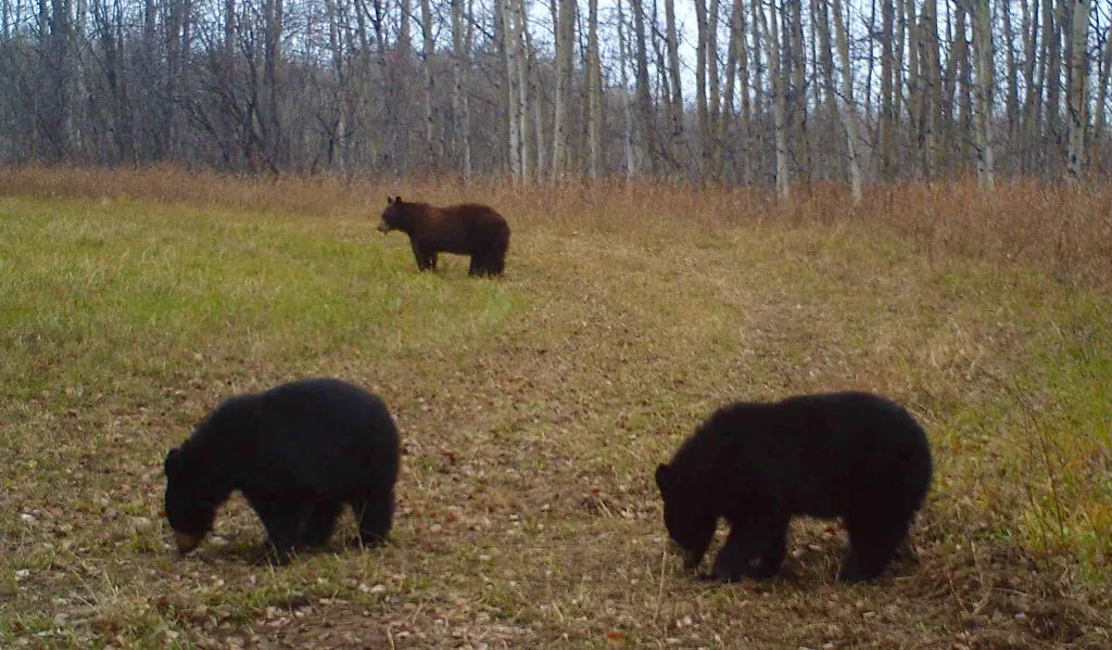 Conclusion: Respect the Bear, Respect Yourself (tuchodi, Flickr, CC BY 2.0)