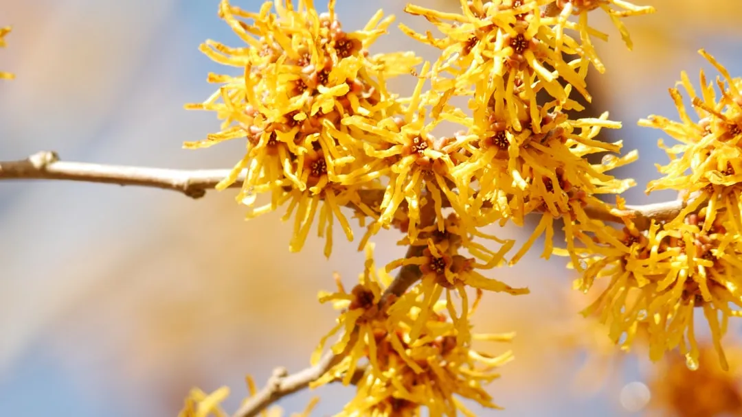 #15 - Witch Hazel (Image Credits: Unsplash)