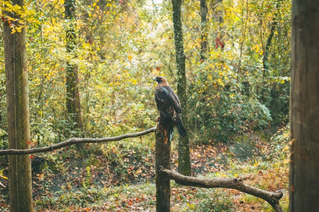 Alabama: Heart of Dixie Turkey Country (Image Credits: Unsplash)