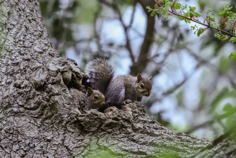 Seeking Out Protected Den Sites for Shelter (Image Credits: Pexels)