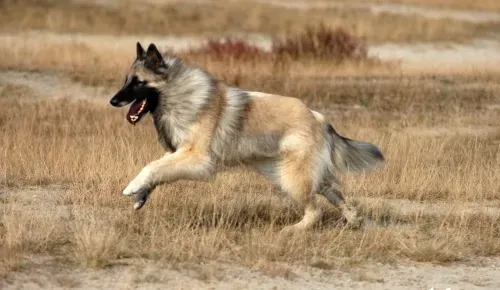 14. Belgian Tervuren (Transferred from nl.wikipedia to Commons.(Original text: Eigen werk/own work), CC BY-SA 3.0)