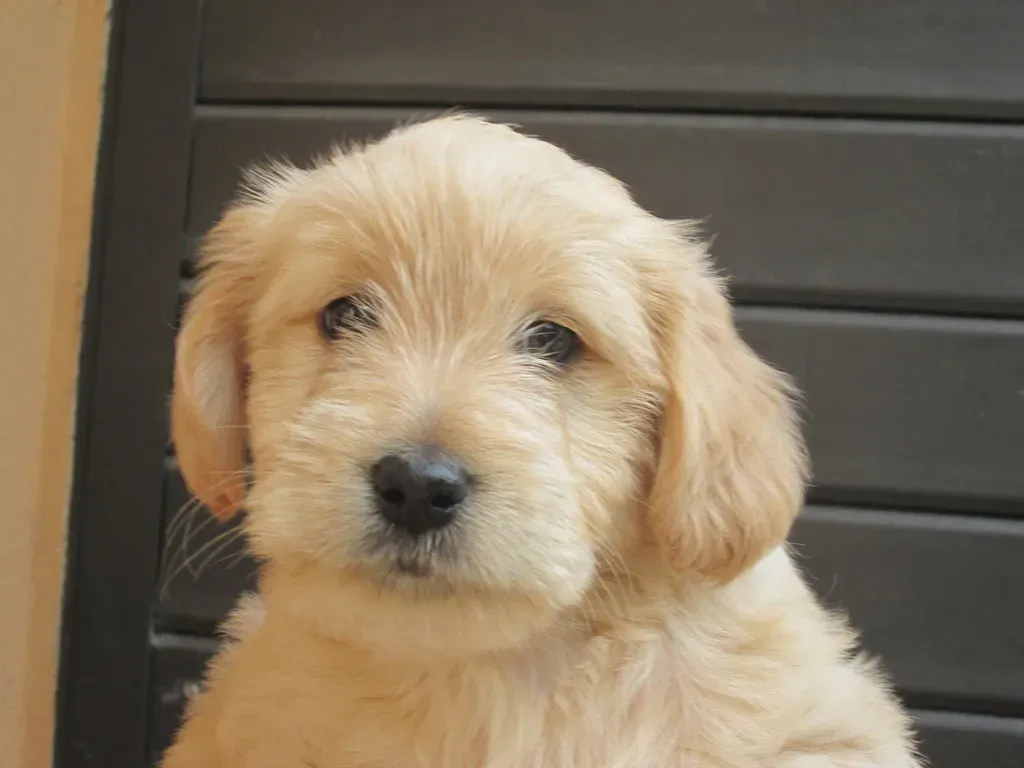 Dogs See More Than Just Black and White (Image Credits: Flickr)