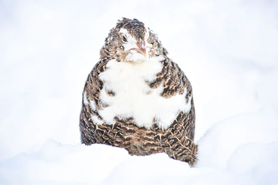 #22 - Northern Bobwhite: The Backyard Quail That's All But Gone (Image Credits: Pexels)