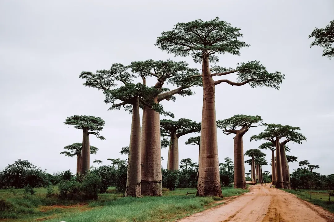 Avenue of the Baobabs: Madagascar's Iconic Giants (Image Credits: Unsplash)