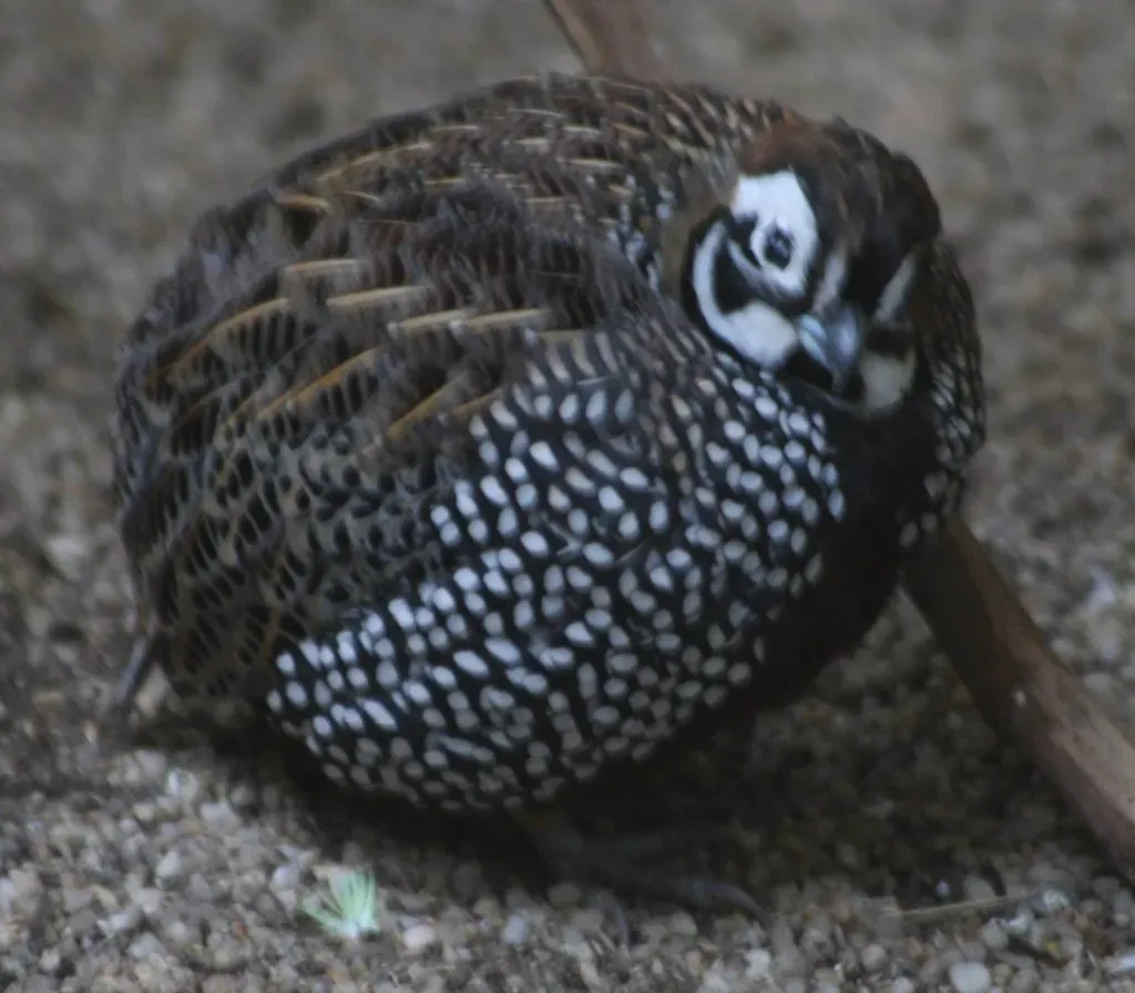 Davis Mountains State Park: West Texas Highlands Birding (Just chaos, Flickr, CC BY 2.0)