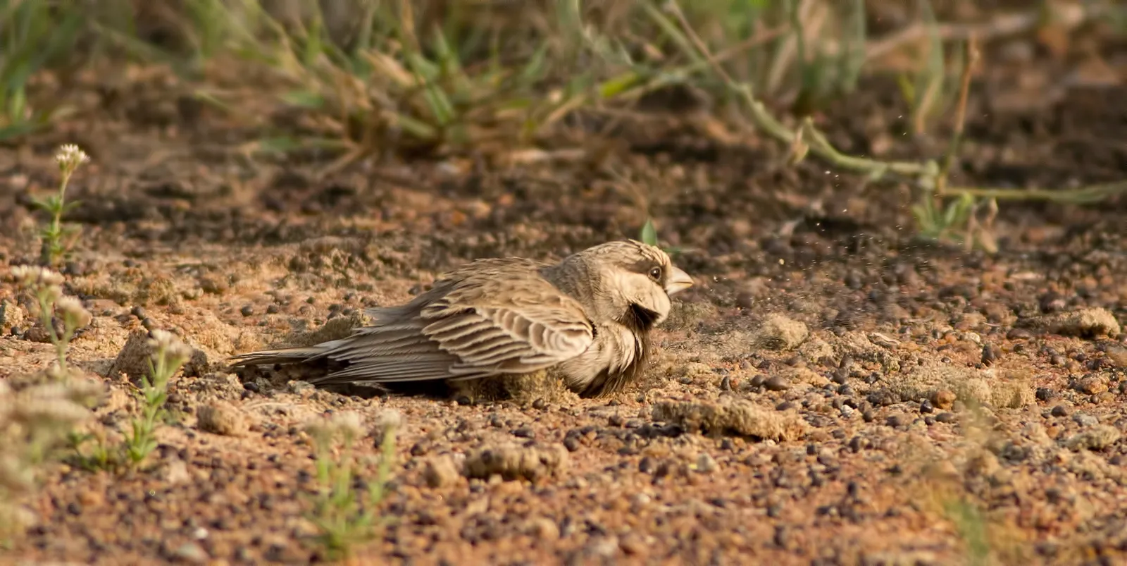 #3 - You Notice Preening, Sunbathing, and Dust Bathing in Plain Sight (By Mymoon Moghul, CC BY-SA 4.0)
