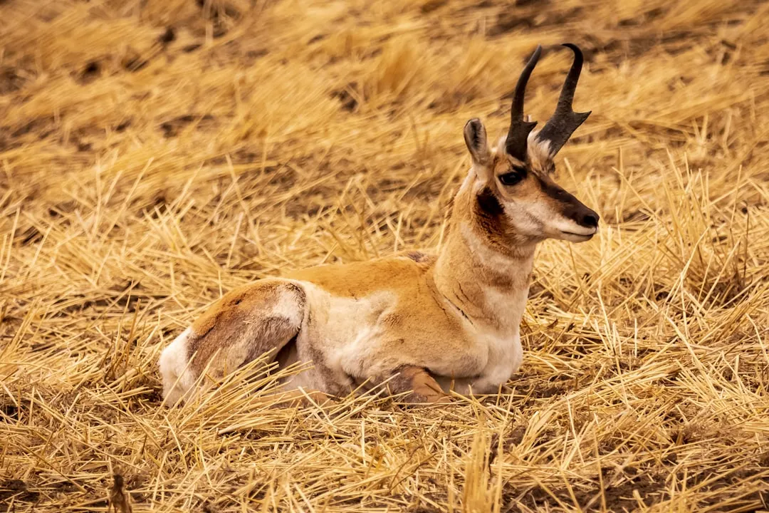 #3 - The Pronghorn's Race Back Across the High Plains (Image Credits: Unsplash)