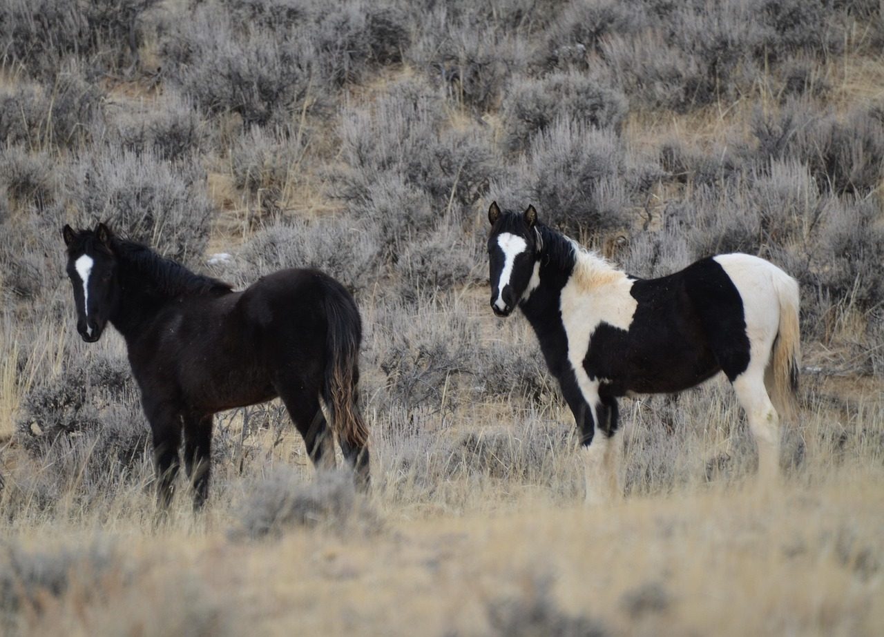 Wyoming: Home to the Rare Curly-Haired Mustangs (Image Credits: Pixabay)
