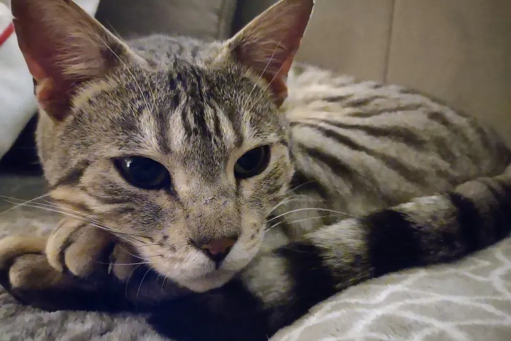 4. Bengal Cat (Image Credits: Flickr)