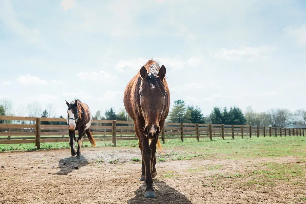 The Horse Nation Today: Healing, Revival, and Living Tradition (journeypuremurf, Flickr, CC BY 2.0)