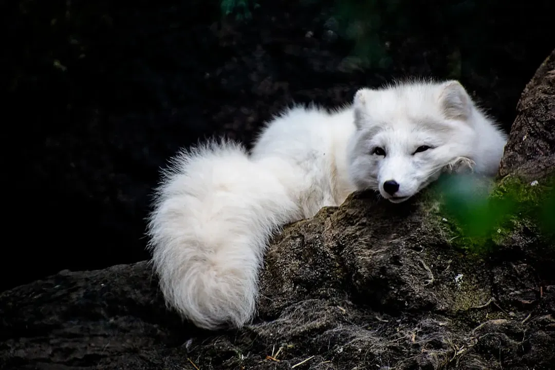 5. The Arctic Fox: A Seasonal Shapeshifter Built for Survival (Image Credits: Unsplash)