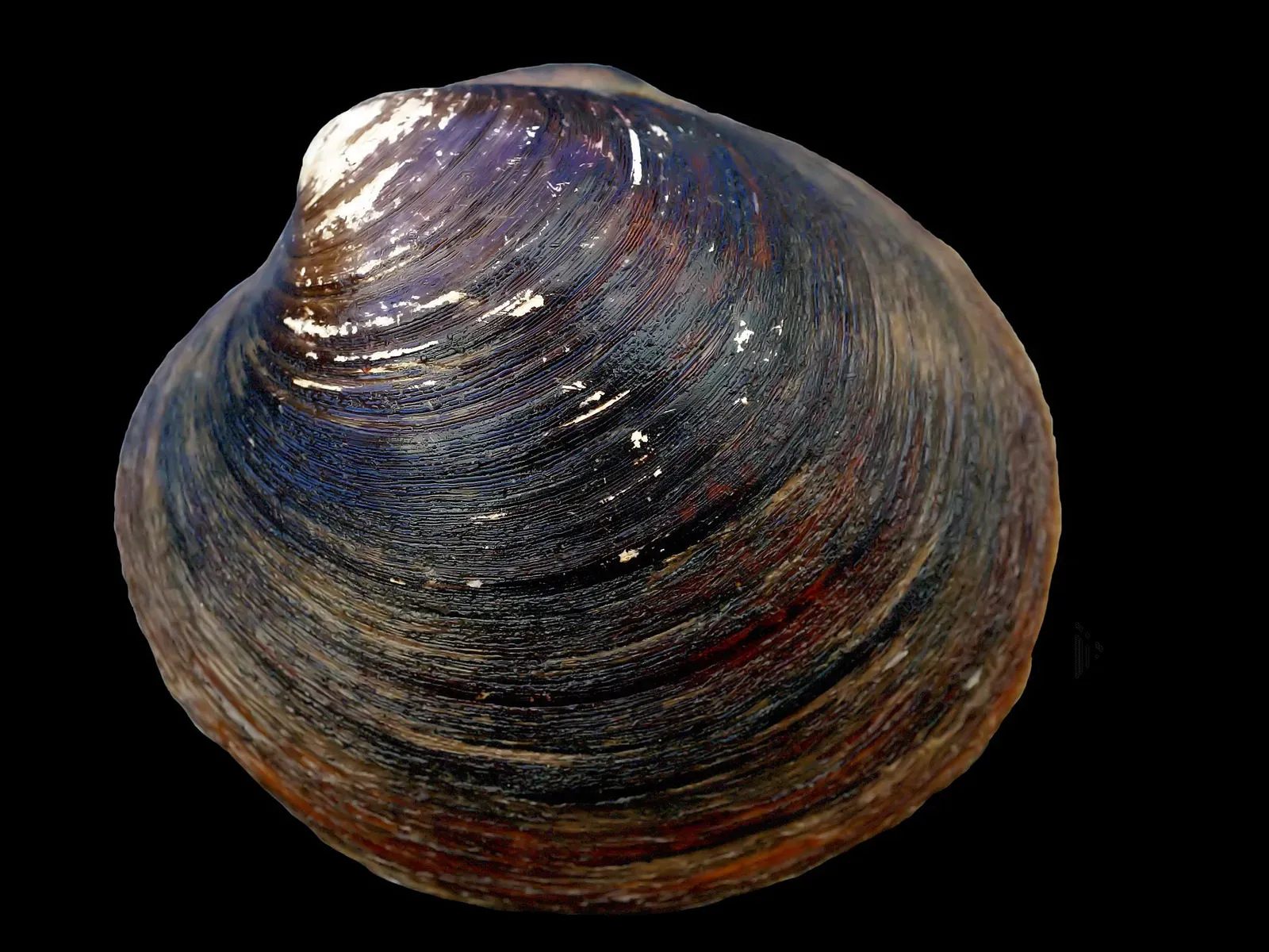 3. The Ocean Quahog Clam: A 507-Year-Old Named Ming (By Hans Hillewaert, CC BY-SA 4.0)