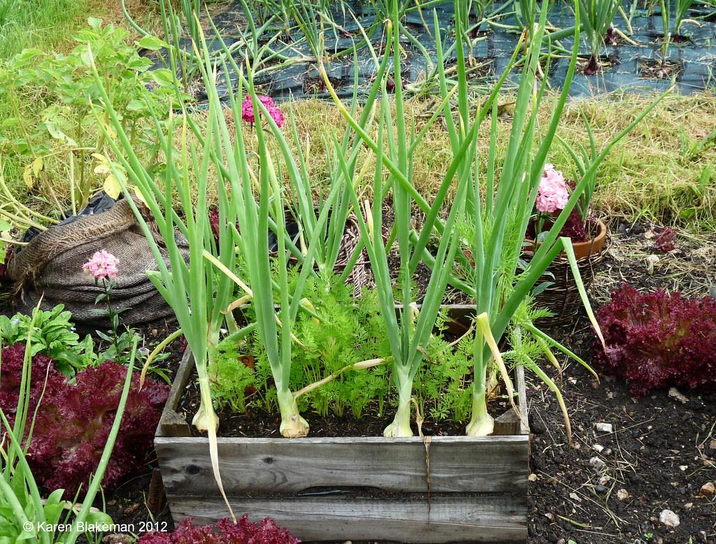Strategic Companion Planting Creates Natural Pest Barriers (Image Credits: Flickr)