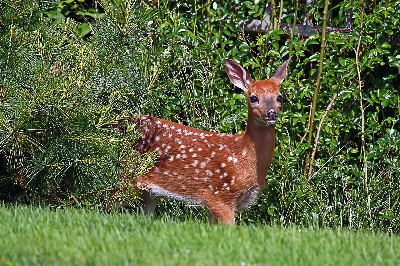 #3 White-Tailed Deer (Image Credits: Pixabay)