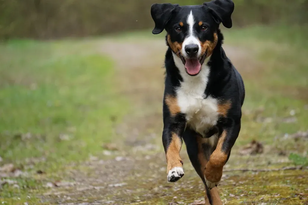 Appenzeller Sennenhund: Switzerland's Agile Watchdog (Image Credits: Flickr)