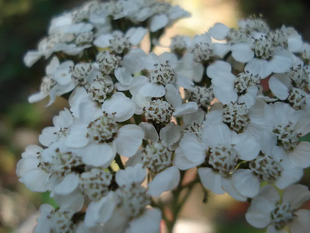 9. Yarrow: Flat-Topped Pollinator Hub (sanchom, Flickr, CC BY 2.0)