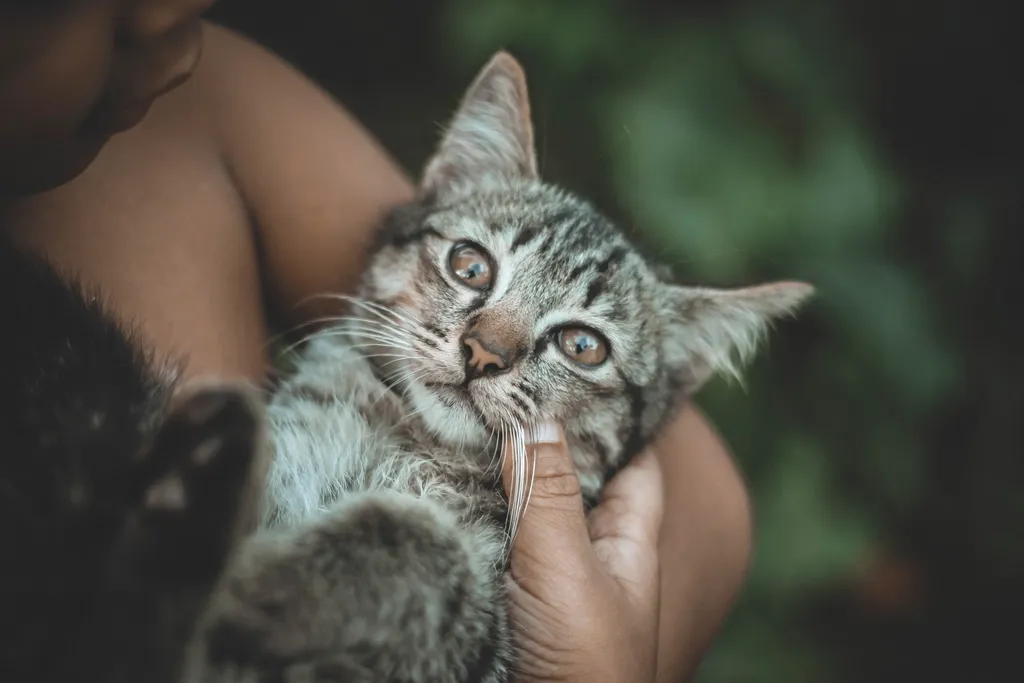 #14 - They Turn Into an Almost Different Cat, But Only on Your Lap (Image Credits: Rawpixel)
