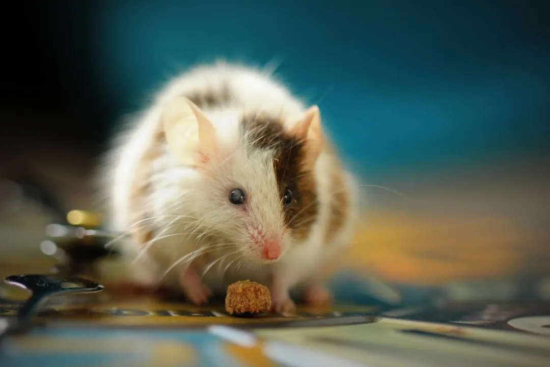 #7 Libra – The Harmony Seeker Who Blossoms With a Pair of Fancy Mice (Image Credits: Unsplash)