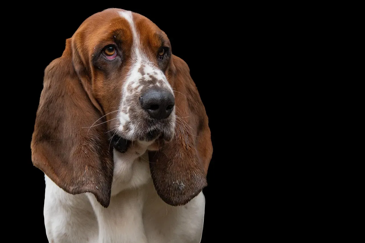 1. Basset Hound - The Champion of the Couch (Image Credits: Pixabay)