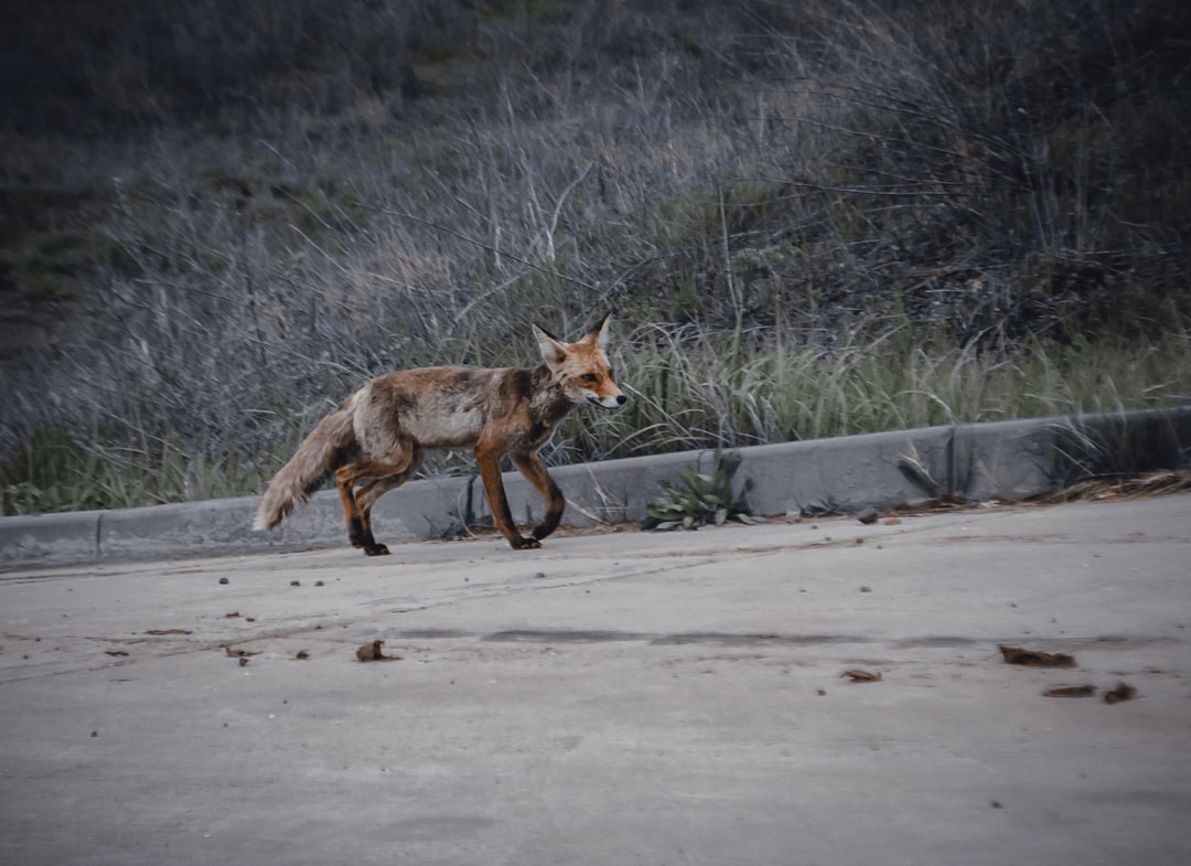 Understanding the Intelligence Behind the Hunt (Image Credits: Unsplash)