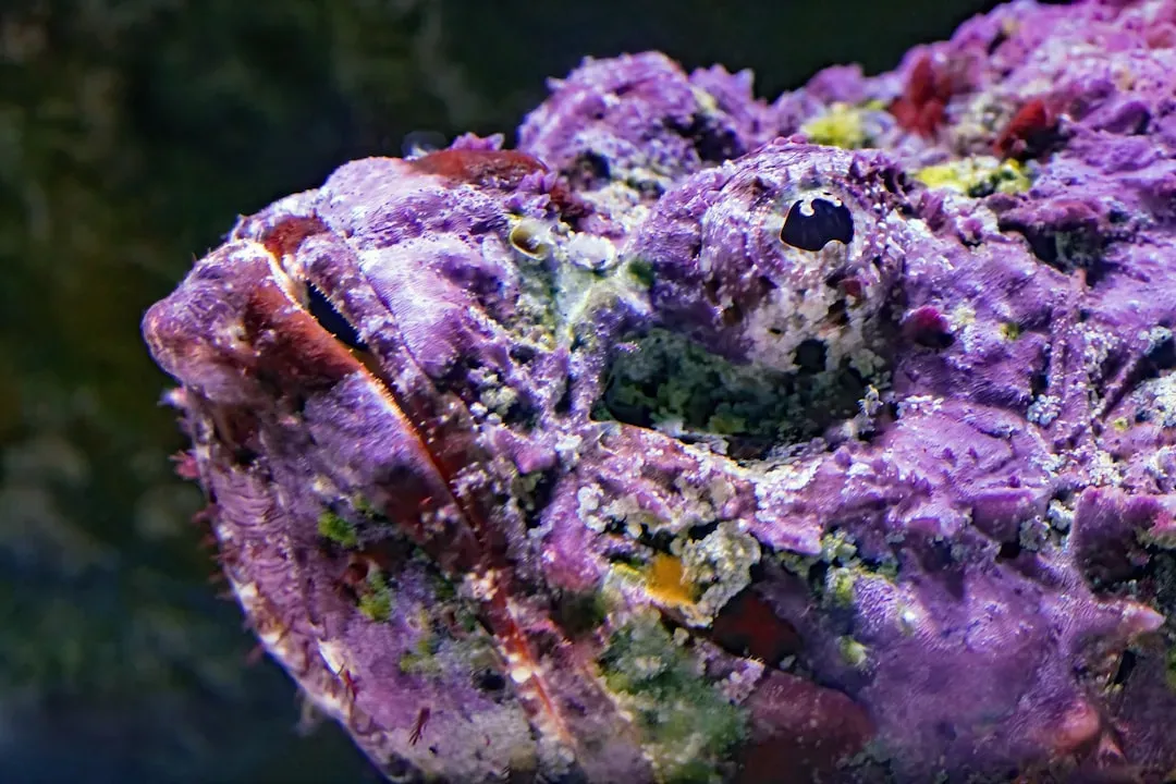 Stonefish Sits Motionless Like a Rock With Deadly Spines (Image Credits: Unsplash)