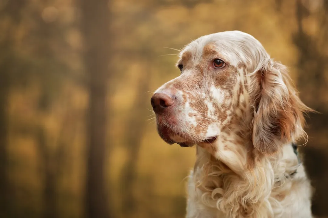 #8 - English Setter: Beautiful, Beloved, and Still Losing Ground (Image Credits: Unsplash)