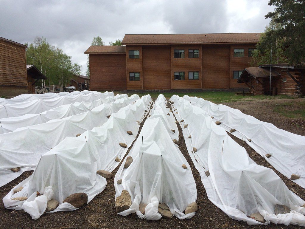 Physical Row Covers Provide Ultimate Pest Protection (Image Credits: Flickr)