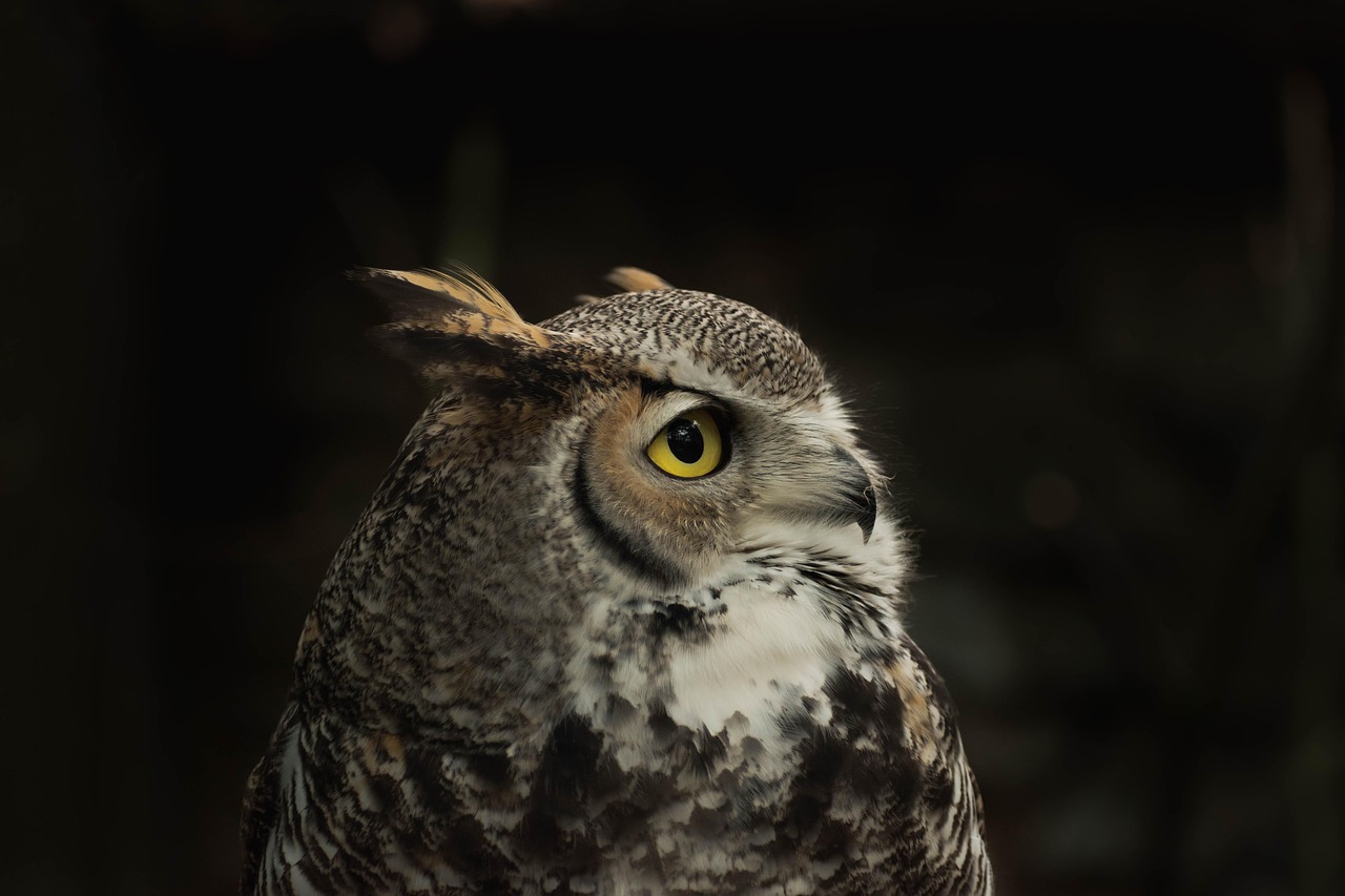Scorpio: The Great Horned Owl (Image Credits: Pixabay)