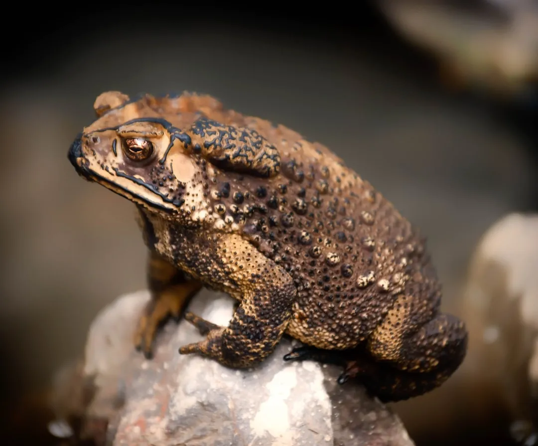 #13 - American Toad (Image Credits: Unsplash)