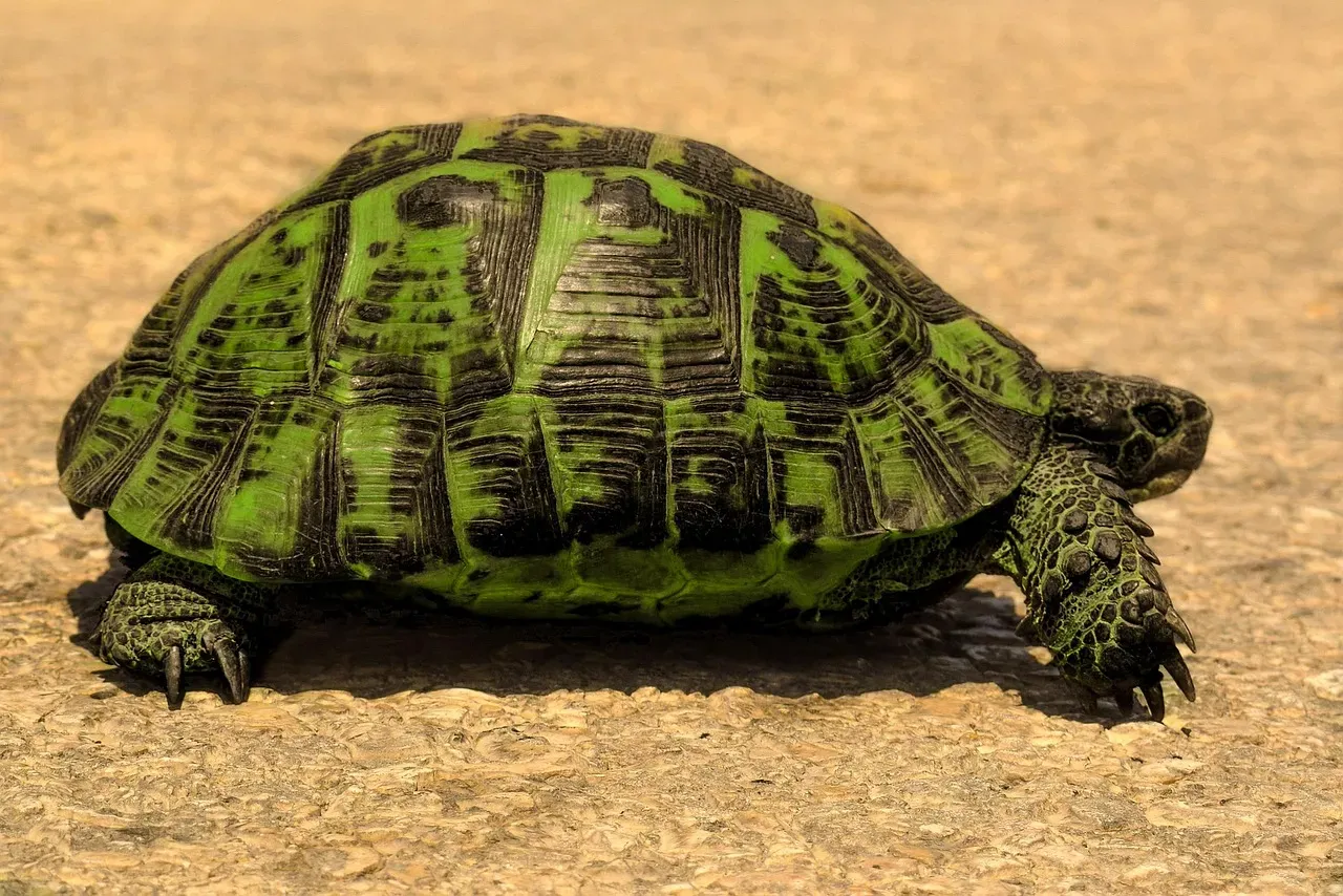 The Gopher Tortoise: Florida's Underground Architect (Image Credits: Pixabay)