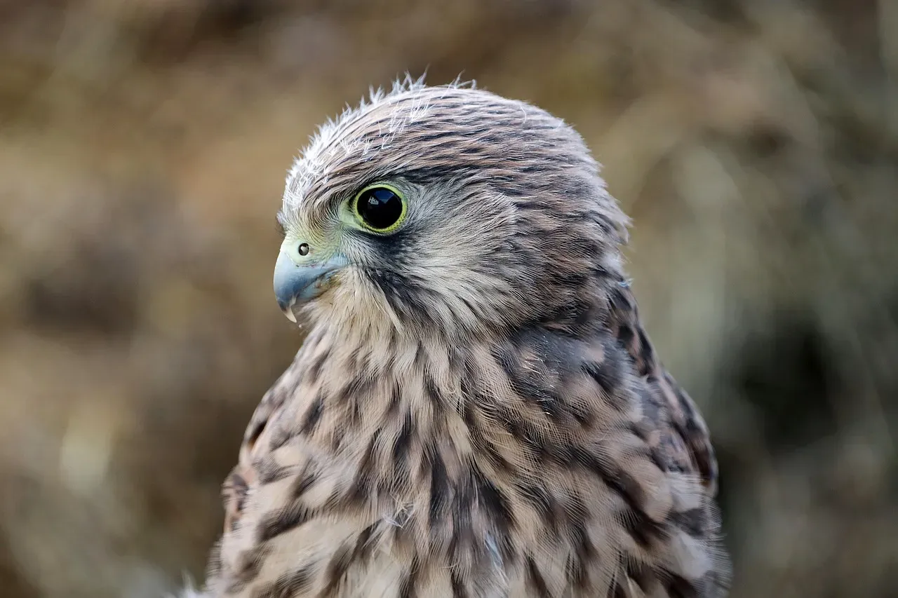 The Falcon: Authority, Focus, and Fierce Presence (Image Credits: Pixabay)