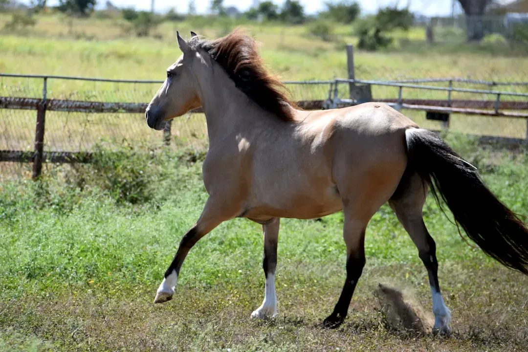 #13 - Paso Fino: The Puerto Rican Breed With Singular Devotion (Image Credits: Unsplash)