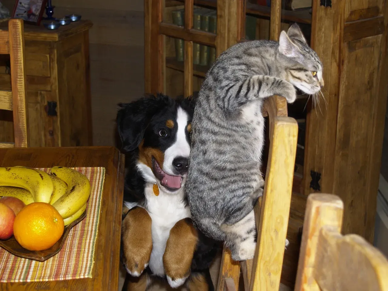 Bernese Mountain Dog (Image Credits: Pixabay)