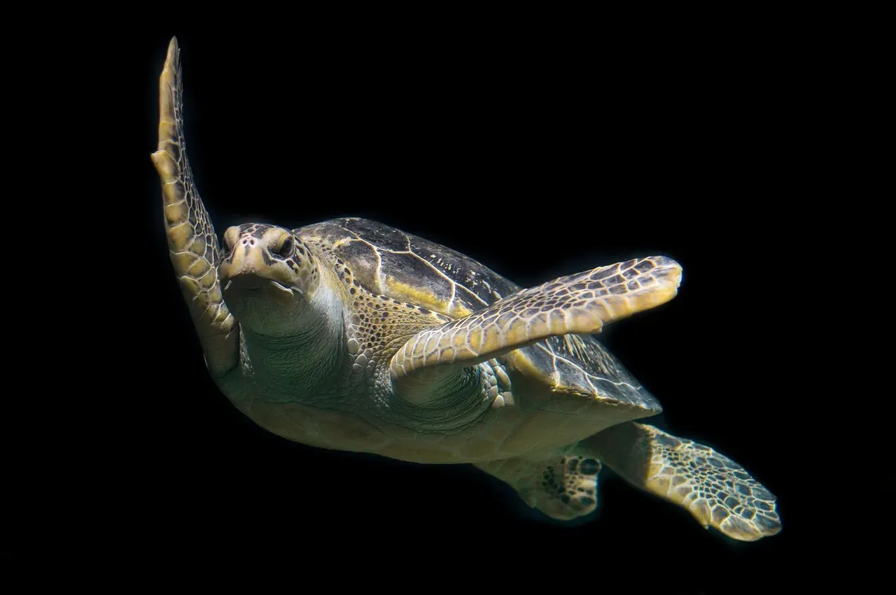 The Green Sea Turtle: Returning Home After Decades at Sea (Image Credits: Pixabay)