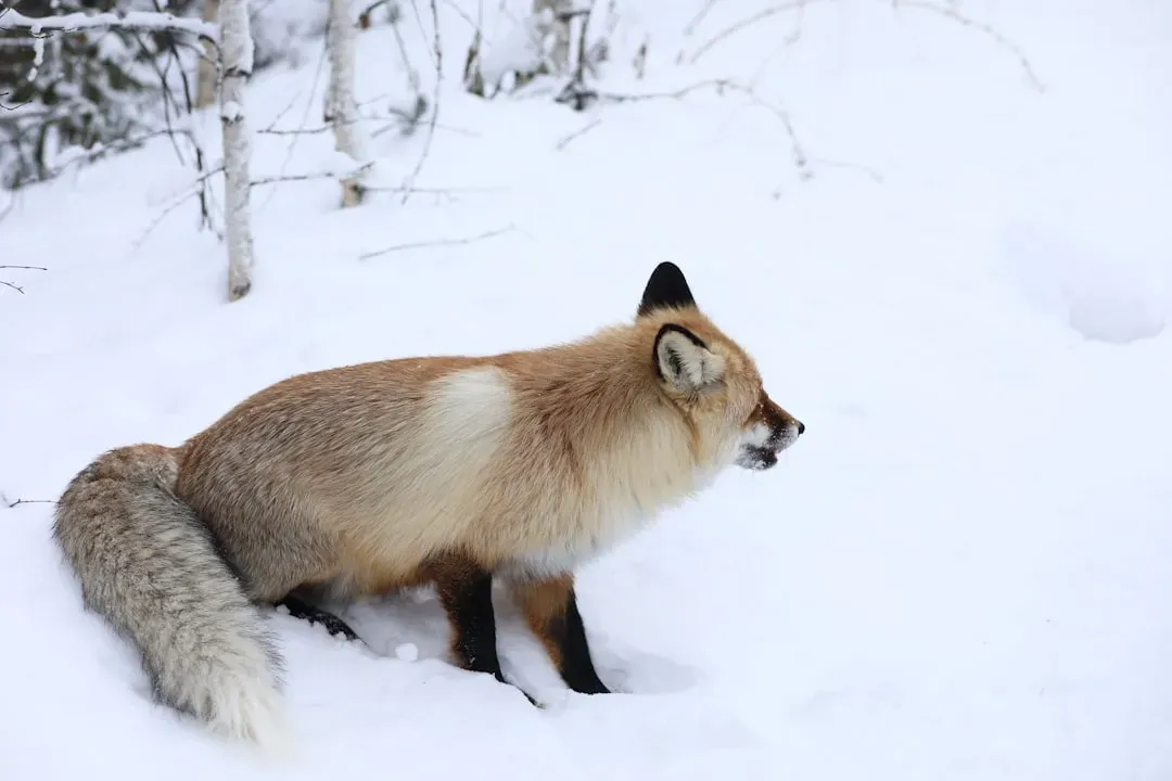 6. The Arctic Fox: A Wardrobe Change Every Season (Image Credits: Unsplash)