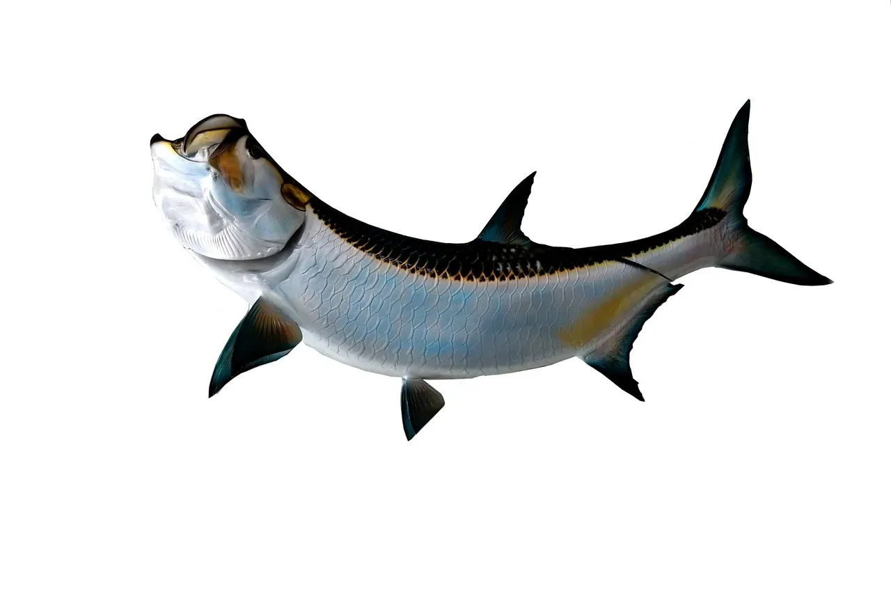 #4 Tarpon (Image Credits: Pixabay)