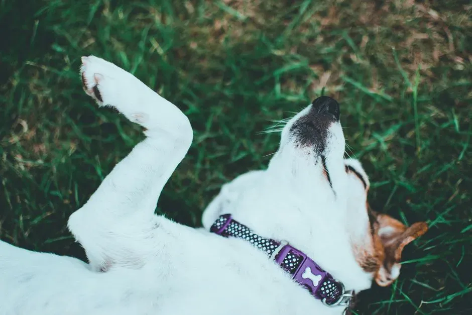 2 - The Belly-Up (Image Credits: Pexels)