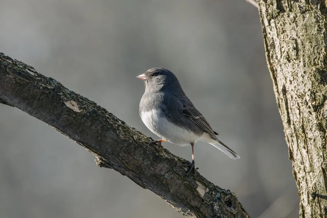 #11 - Dark-Eyed Junco: The Snowbird That Isn't So Common Anymore (Image Credits: Unsplash)