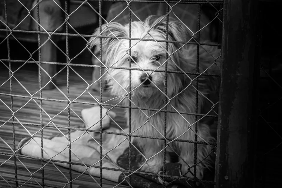 #21 - They've Already Outgrown the Puppy Chaos Phase (Image Credits: Pexels)