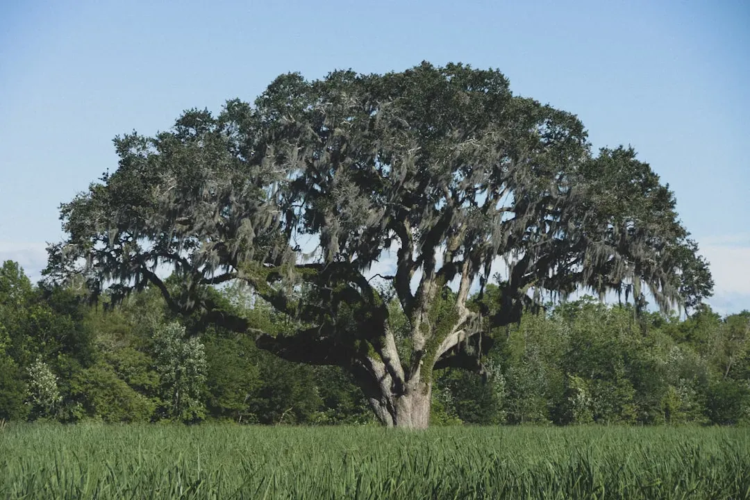 Southern Live Oak (Image Credits: Unsplash)