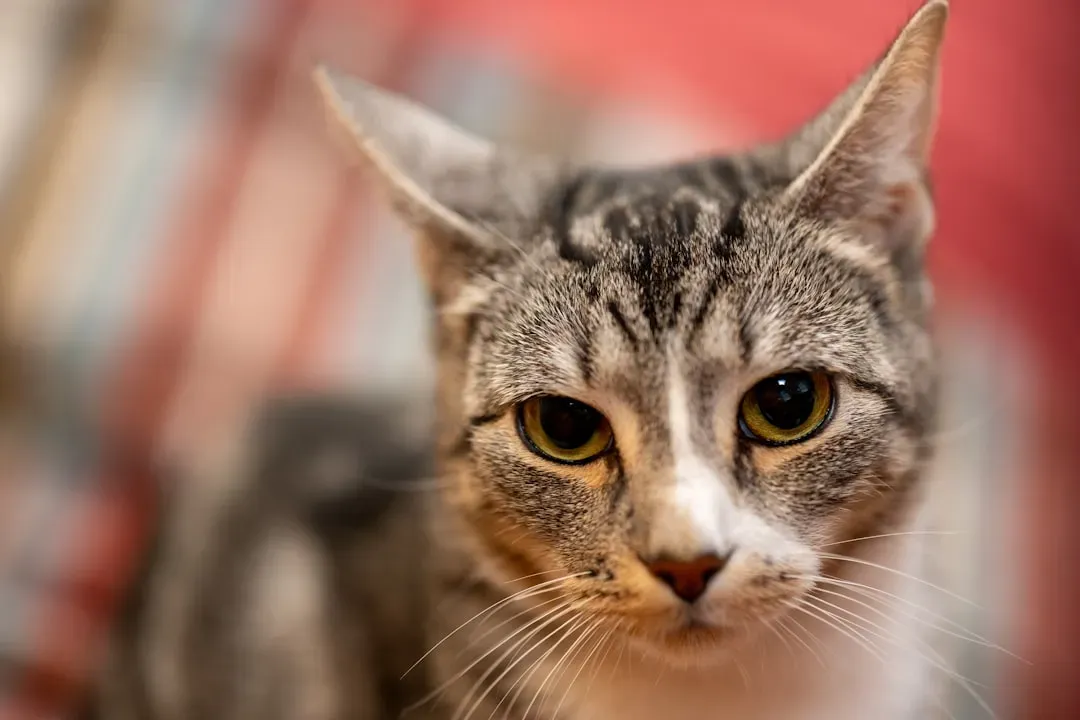 Domestic Shorthairs: The Hardy Desert Survivors (Image Credits: Unsplash)