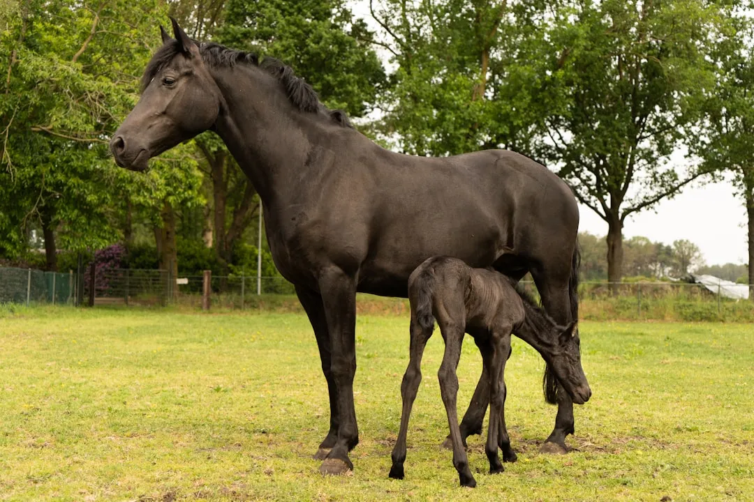 #19 - Dutch Warmblood (Image Credits: Unsplash)