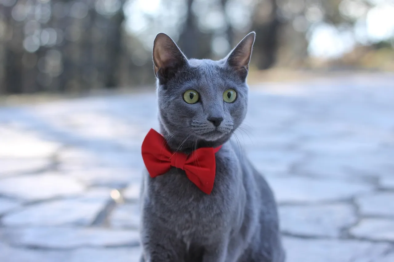 #6 Virgo – The Russian Blue: Precise, Observant, and Quietly Particular (Image Credits: Pixabay)