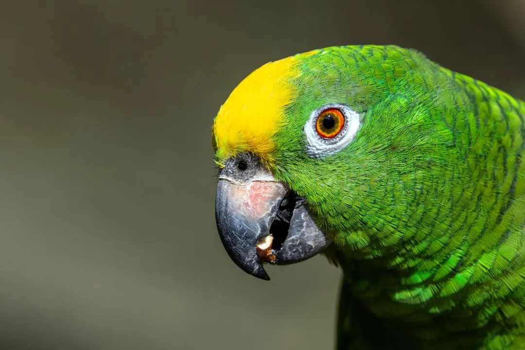 5. Amazon Parrots: The Crystal-Clear Communicators (Image Credits: Unsplash)
