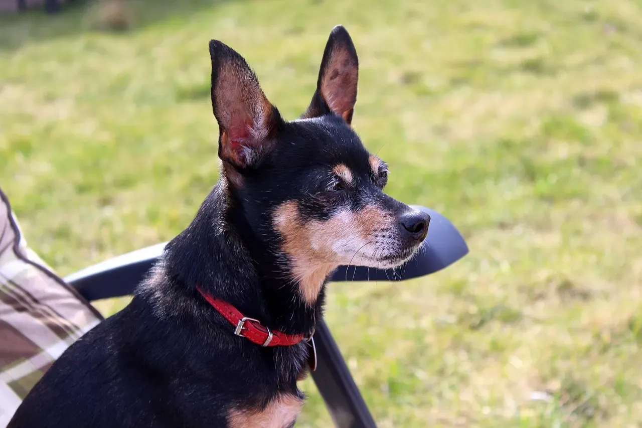 9. Miniature Pinscher (Image Credits: Pixabay)