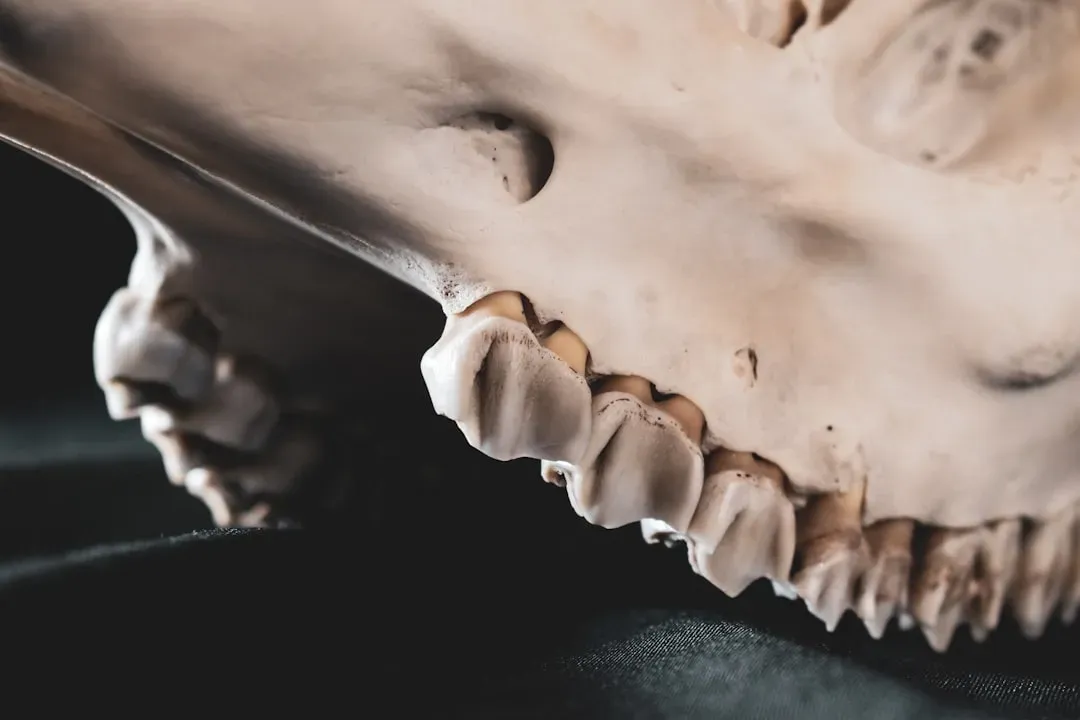 3. Its Teeth Are Unlike Any Other Mammal's on Earth (Image Credits: Unsplash)