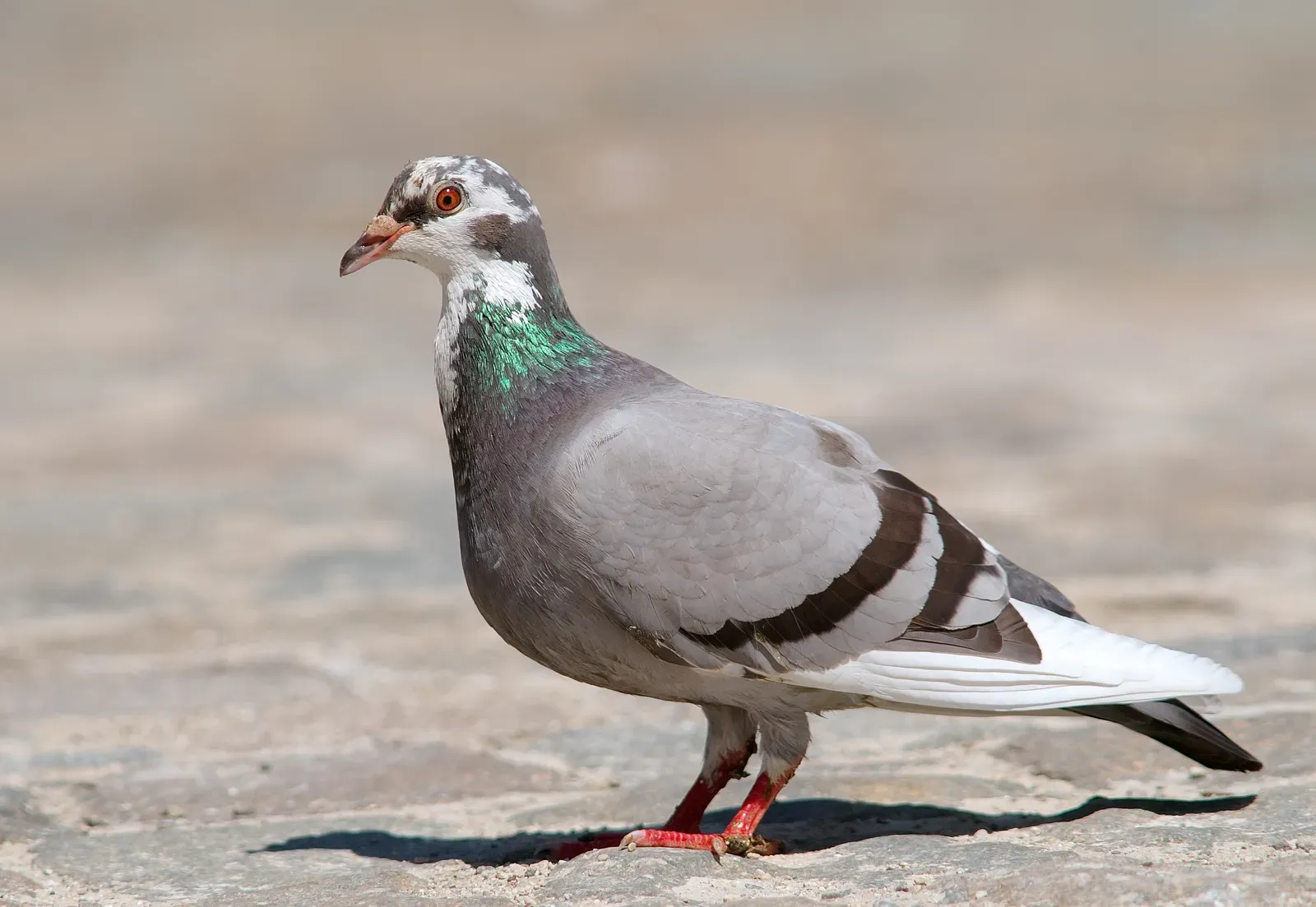 7. The Pigeon: The Overlooked Genius of Your City Streets (own work www.lucnix.be
Nikon case D300 optical Sigma 300mm F2,8 +Converter X1,4 Sigma, CC BY-SA 3.0)