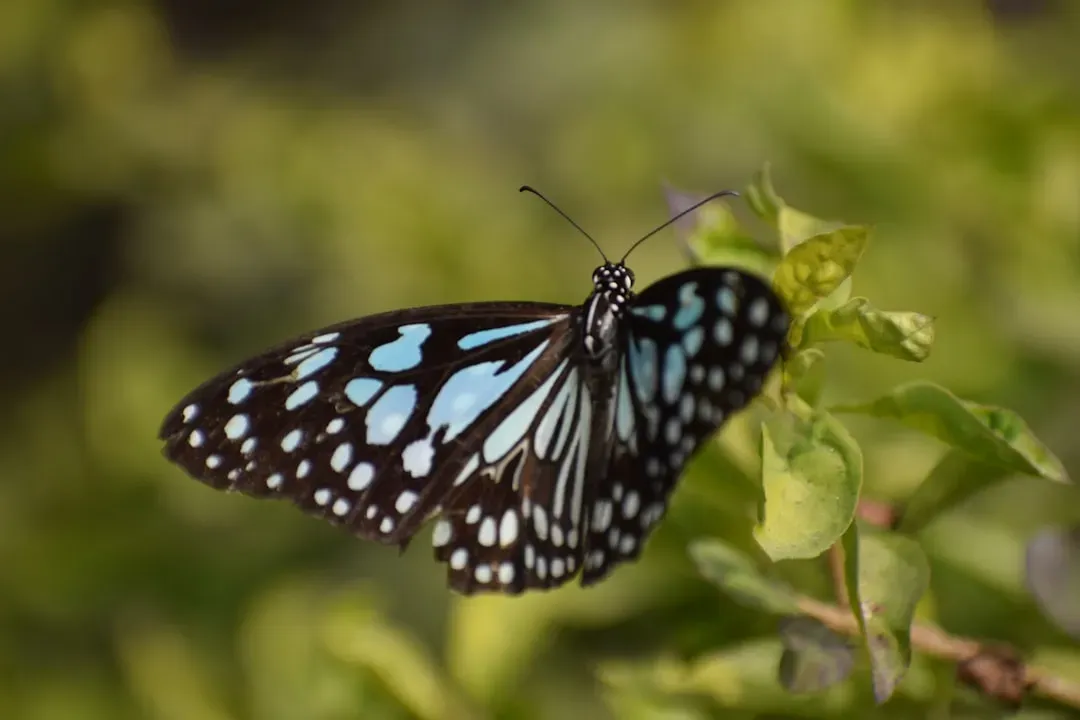 June: The Transforming Butterfly (Image Credits: Unsplash)