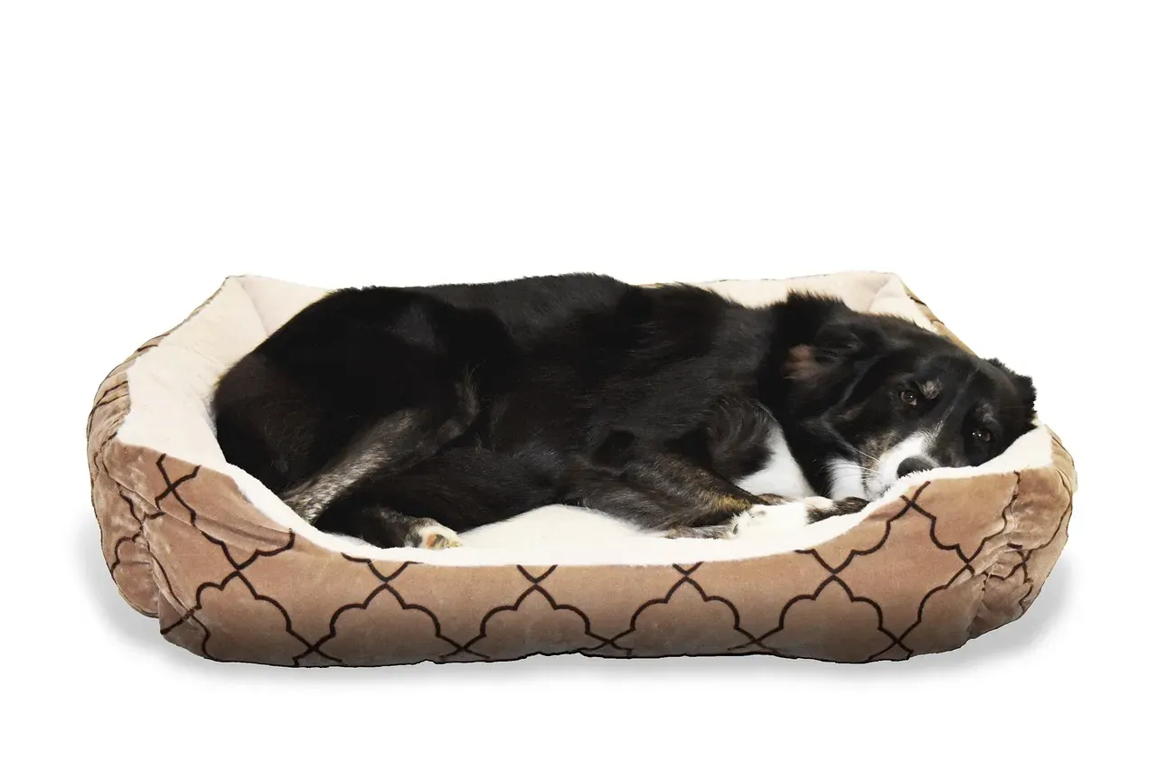 3. Provide a Cozy Sleeping Spot (Image Credits: Pixabay)