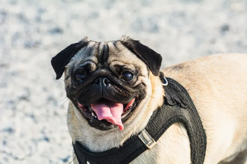 3. Pug (Image Credits: Pexels)